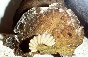 Anglerfish: ANGLERFISH