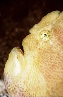 Ugly: ANGLERFISH - Close up of head