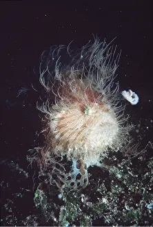 Bait: ANGLERFISH - With lure