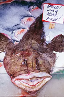 Angler: ANGLERFISH / Monkfish / Goosefish - at Fish Market