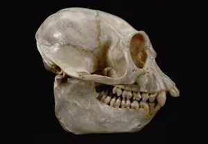 Angola: Angola Colobus Monkey skull