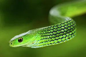 Michele Menegon: Angola Green Snake