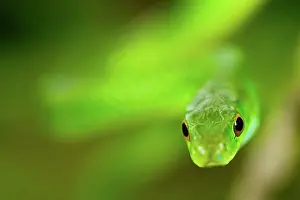 Michele Menegon: Angola Green Snake