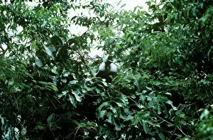 Angolan: Angolan Black & White Colobus Monkey