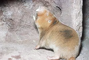 Rats: Angolan Giant / Giant Common / Mechow's Mole-rat
