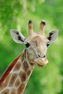 Parts: Angolan Giraffe (Giraffa camelopardalis angolensis)