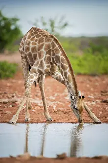 Thirst: Angolan giraffe (Giraffa camelopardalis angolensis)