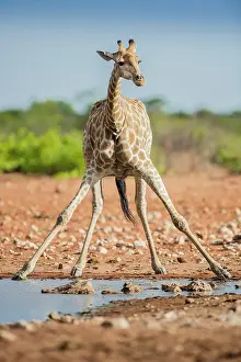 Thirst: Angolan giraffe (Giraffa camelopardalis angolensis)