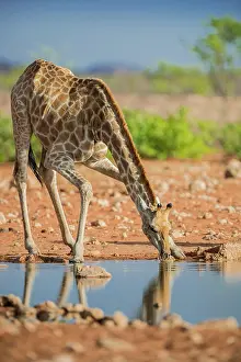 Thirst: Angolan giraffe (Giraffa camelopardalis angolensis)