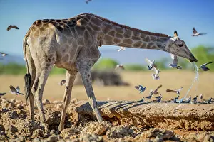 Thirst: Angolan giraffe (Giraffa camelopardalis angolensis)