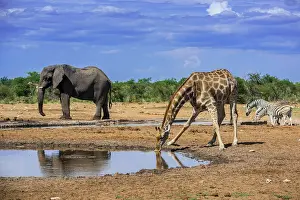 Thirst: Angolan giraffe (Giraffa camelopardalis angolensis)