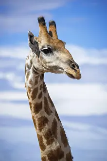 Giraffid: Angolan giraffe (Giraffa camelopardalis angolensis)