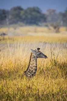 Hidden: Angolan Giraffe (Giraffa camelopardalis angolensis)