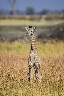 Okavango: Angolan Giraffe (Giraffa camelopardalis angolensis)