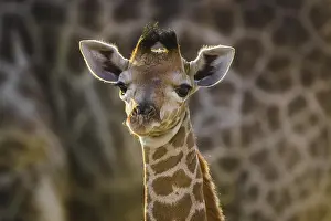 Botswanan: Angolan Giraffe (Giraffa camelopardalis angolensis)