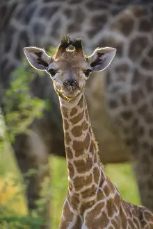 Botswanan: Angolan Giraffe (Giraffa camelopardalis angolensis)