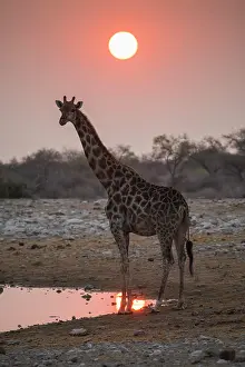 Giraffe: Angolan giraffe (Giraffa camelopardalis angolensis)
