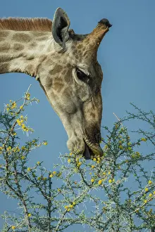 Giraffe: Angolan giraffe (Giraffa camelopardalis angolensis)