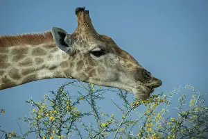 Giraffe: Angolan giraffe (Giraffa camelopardalis angolensis)
