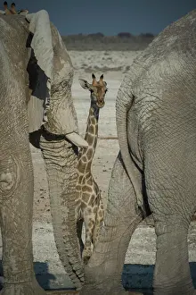 Nosed: Angolan giraffe (Giraffa camelopardalis angolensis)