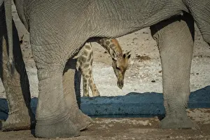 Nosed: Angolan giraffe (Giraffa camelopardalis angolensis)