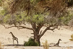 Hoanib: Angolan Giraffe (Giraffa giraffa angolensis). Young bulls in
