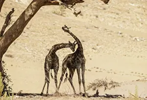 Hoanib: Angolan Giraffe (Giraffa giraffa angolensis). Young bulls. S
