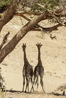 Hoanib: Angolan Giraffe (Giraffa giraffa angolensis). Young bulls. S