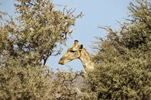 Kaokoland: Angolan Giraffe (Giraffa giraffa angolensis). Bull. Kaokolan