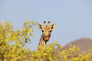 Kaokoland: Angolan Giraffe (Giraffa giraffa angolensis). Female. Kaokol