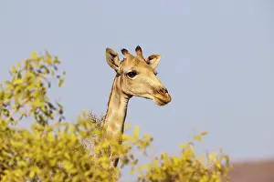 Kaokoland: Angolan Giraffe (Giraffa giraffa angolensis). Female. Kaokol