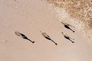 210222: Angolan Giraffe (Giraffa giraffa angolensis). Crossing an ar