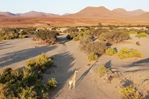 Dryness: Angolan Giraffe (Giraffa giraffa angolensis). In the dry bed