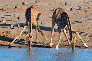 230518: Angolan giraffes (Giraffa camelopardalis angolensis)