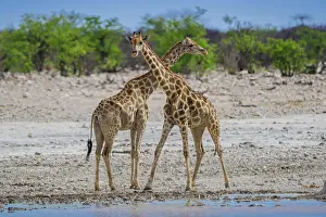 Giraffid: Two angolan giraffes (Giraffa camelopardalis angolensis)