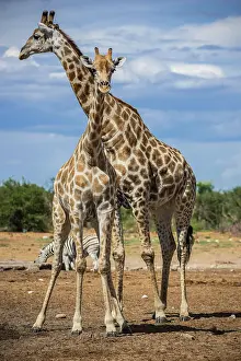 Giraffid: Angolan giraffes (Giraffa camelopardalis angolensis)