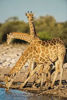 Thirst: Angolan giraffes (Giraffa camelopardalis angolensis)