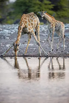 Thirst: Two angolan giraffes (Giraffa camelopardalis angolensis)