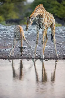 Thirst: Two angolan giraffes (Giraffa camelopardalis angolensis)