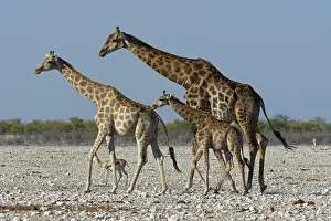 Kunene: Angolan giraffes (Giraffa camelopardalis angolensis)