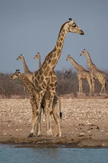 Giraffe: Angolan giraffes (Giraffa camelopardalis angolensis)