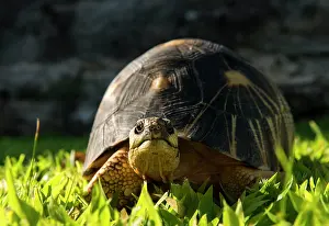 Astrochelys: Angonoka Tortoise