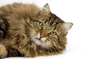 Tomcat: Angora Domestic Cat, Male laying against White Background
