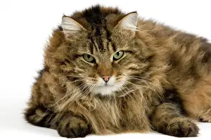 Tomcat: Angora Domestic Cat, Male laying against White Background