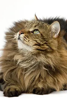Tomcat: Angora Domestic Cat, Male against White Background