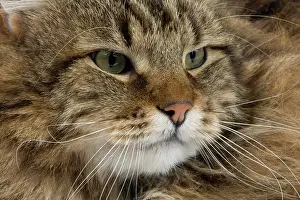Tomcat: Angora Domestic Cat, Portrait of Male