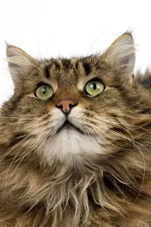 Angora: ANGORA DOMESTIC CAT, PORTRAIT OF MALE