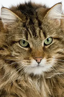 Tomcat: Angora Domestic Cat, Portrait of Male
