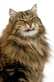Facial: Angora Domestic Cat, Portrait of Male with tongue