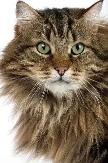 Tomcat: Angora Domestic Cat, Portrait of Male against White